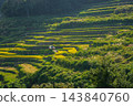 大分縣田田秋天的風景 143840760