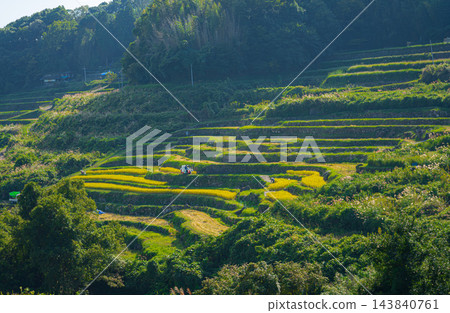 大分縣田田秋天的風景 大分縣田田秋天的風景 143840761