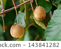 Two fresh fuzzy kiwifruits (Actinidia deliciosa) ripening on a vine branch in a botanical garden 143841282