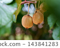 Kiwifruits growing on a vine in a botanical garden surrounded by green leaves and slender stems. Fresh fruits with fuzzy brown skin 143841283