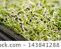 Fresh onion sprouts in a clear plastic tray close up 143841288