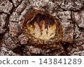 Textured pine bark (Pinus) with a cut branch node leaking golden sticky tree resin 143841289