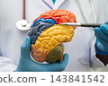 Asian doctor holding brain anatomy model. 143841542