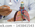 Pneumonia, lung cancer, Asian doctor holding human anatomy model for study diagnosis and treatment in hospital. 143841543