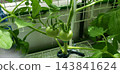 水耕綠迷你番茄 143841624