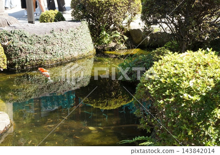 太宰府天滿宮內的池塘和鯉魚 太宰府天滿宮內的池塘和鯉魚 143842014