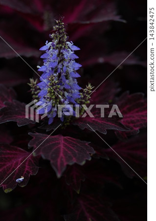 彩葉草,一種開紫色花、葉子色彩斑斕的植物。 彩葉草,一種開紫色花、葉子色彩斑斕的植物。 143842475