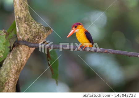 小巧可愛的紅背三趾翠鳥:一張色彩艷麗、美麗的東南亞野生鳥類照片。 小巧可愛的紅背三趾翠鳥:一張色彩艷麗、美麗的東南亞野生鳥類照片。 143842728