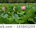 Two pink lotus flowers bloom amidst the green lotus leaves spreading across Shinobazu Pond in August. 143843209