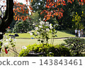 初秋的清澄花園：嬌嫩的日本銀蓮花在草坪上盛開。 143843461