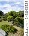 清澄庭園：藍天下挺拔的松樹，日式庭園的景色。 143843526