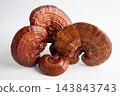 Lingzhi or Reishi mushroom isolated on white background with clipping path. 143843743