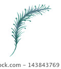 Pine branch or spruce branch.Evergreen Christmas tree from natural forest with needles. Botanical holiday decoration for New Year and Christmas. Hand drawn watercolor isolated illustration. 143843769