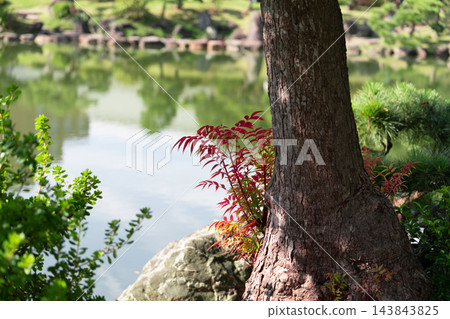 清澄庭園初秋：粗壯的樹幹、泛著紅光的新芽和秋葉。 143843825