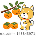 一隻柴犬正在採摘看起來很美味的柿子。 143843971