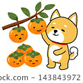兩隻柴犬正在採摘看起來很美味的柿子。 143843972