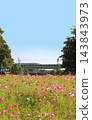 Cosmos fields and the Sanyo Shinkansen 143843973