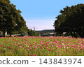 Cosmos fields and the Sanyo Shinkansen 143843974