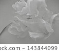 Soft monochrome flower seen through translucent fabric, dreamy abstract floral background 143844099