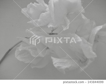 Soft monochrome flower seen through translucent fabric, dreamy abstract floral background 143844099