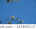 透過白色的櫻花，可以看到日落和藍天。 143844113
