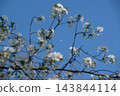 透過白色的櫻花，可以看到日落和藍天。 143844114