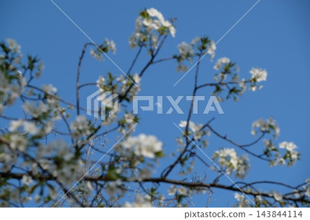 透過白色的櫻花，可以看到日落和藍天。 143844114