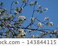 透過白色的櫻花，可以看到日落和藍天。 143844115