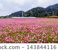 Cosmos field and white clouds 143844116