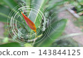 Banana tree flower with semi-transparent digital icons on bokeh background representing smart farming, precision agriculture, technology for crop analysis, research for better food  143844125