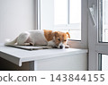 ack Russell Terrier Dog Sleeping Peacefully on Window Sill at Home 143844155
