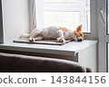 Small Dog Sleeping Peacefully on Window Sill at Home During the Day. 143844156