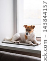 Comfort. Jack Russell Terrier Dog Resting on Window Sill at Home 143844157