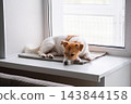 Small Terrier Dog Resting on Window Sill at Home 143844158