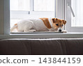 Jack Russell Terrier Dog Lying on Window Sill Waiting for Owner at Home 143844159