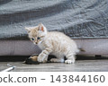 Young tabby kitten playing with toy mouse on the floor beside sofa. 143844160