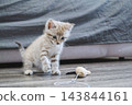 Tabby kitten playing with toy mouse on wooden floor. 143844161
