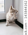 Fluffy kitten reaching for blind cord beside window. Curious cat playing indoors. 143844162