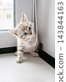 Tabby kitten playing with beaded blind cord on windowsill. Curious young cat indoors. 143844163