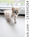 Tabby kitten playing with string of beads on white tabletop by window. 143844164