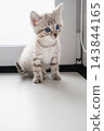 Tabby kitten with blue eyes standing on white windowsill indoors. Young domestic cat exploring home. 143844165