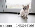 Gray tabby kitten walking on windowsill beside window. Young domestic cat indoors 143844166