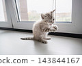Tabby kitten playing with beaded blind cord beside window. Curious pet behavior 143844167