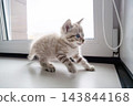 Small tabby kitten walking across windowsill indoors. Curious young cat exploring its home. 143844168