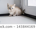 Blue eyed tabby kitten sitting on windowsill beside window. Cute young pet at home. 143844169