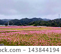 Pink cosmos field 143844194