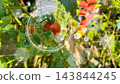 Smart farming and agriculture technology concept. Digital composite image of tomatoes growing in greenhouse. 143844245