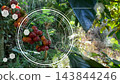 Coffee bean graphic with organic coffee tree in the background. Smart farming agriculture concept iot 143844246