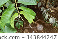 Close-up of vibrant green guava leaves on a branch, with a blurred background of soil and other plants, overlaid with futuristic digital interface graphics. representing smart farming agriculture 143844247