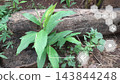 Turmeric plant grows naturally near a log in a tropical outdoor setting, with digital agriculture icons overlayed to represent smart farming concept and plant monitoring iot technology 143844248